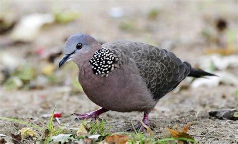 斑鳩死前的徵兆|隨處可見的斑鳩能不能吃，為何說吃斑鳩危害很大？它不會築巢？。